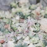 broccoli and cauliflower salad